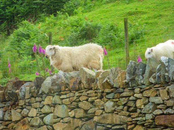 Vila Tyn Llwyn Dolgellau Exteriér fotografie